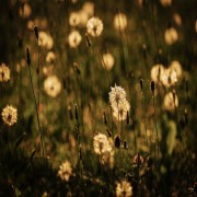 La Profecía en el Islam (parte 1 de 2): La naturaleza de la Profecía