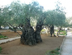 Jesus, filho de Maria (parte 4 de 5): Jesus Realmente Morreu?