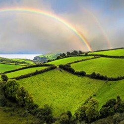 非穆斯林在伊斯兰国家中的权利和义务（12/13）: 社保权利