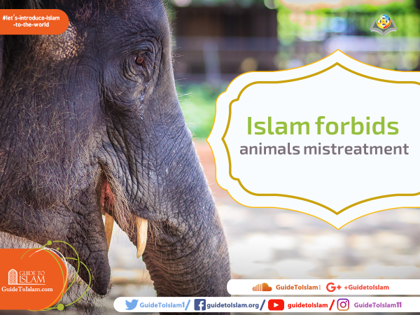 Islam forbids animals mistreatment