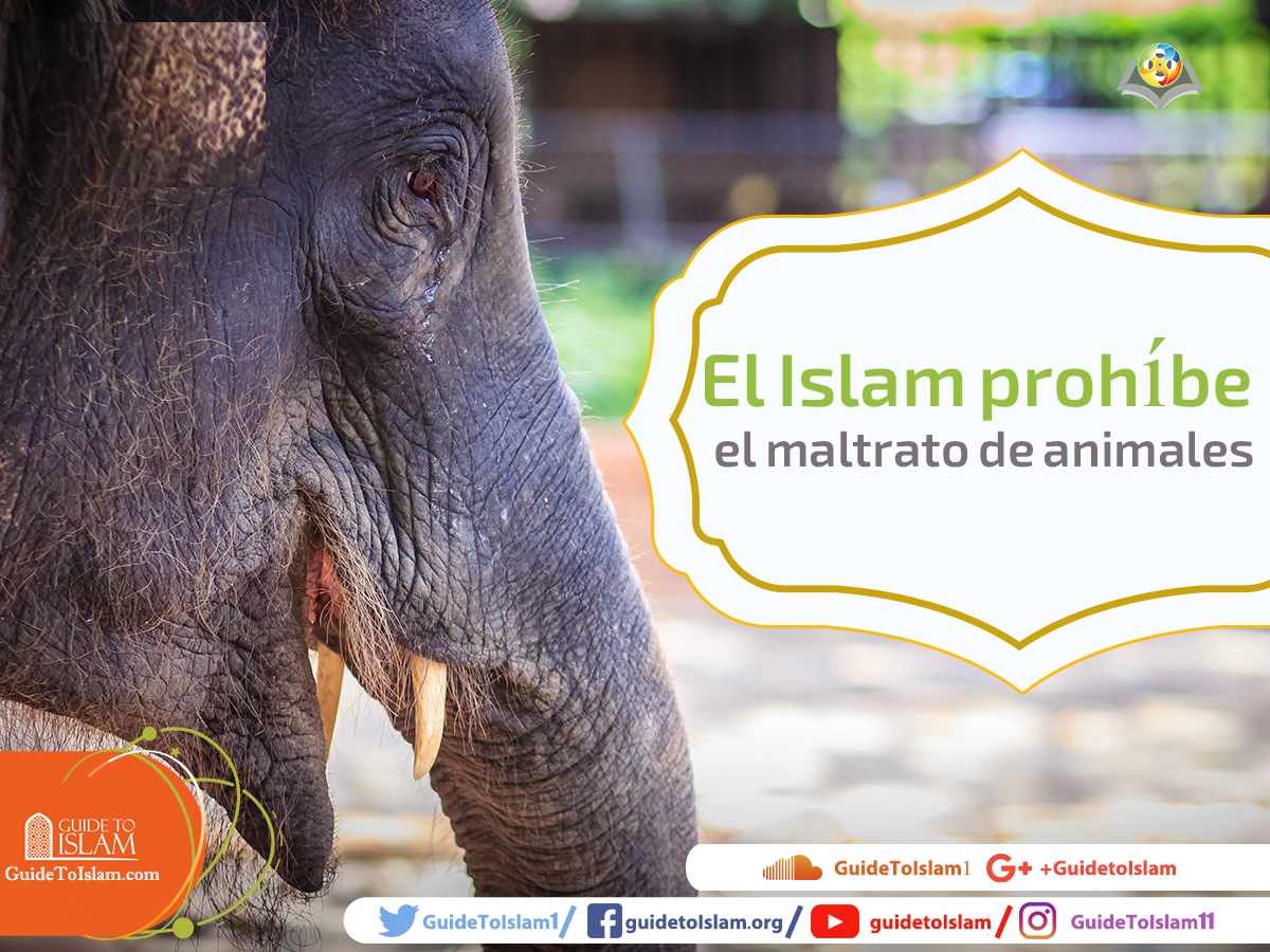 El Islam prohíbe el maltrato de animales