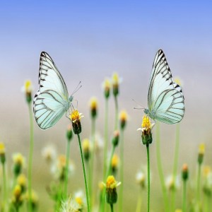 The Spiritual Duties of Men and Women are the Same in Islam
