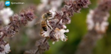Y considera cómo tu Sustentador ha inspirado a la abeja